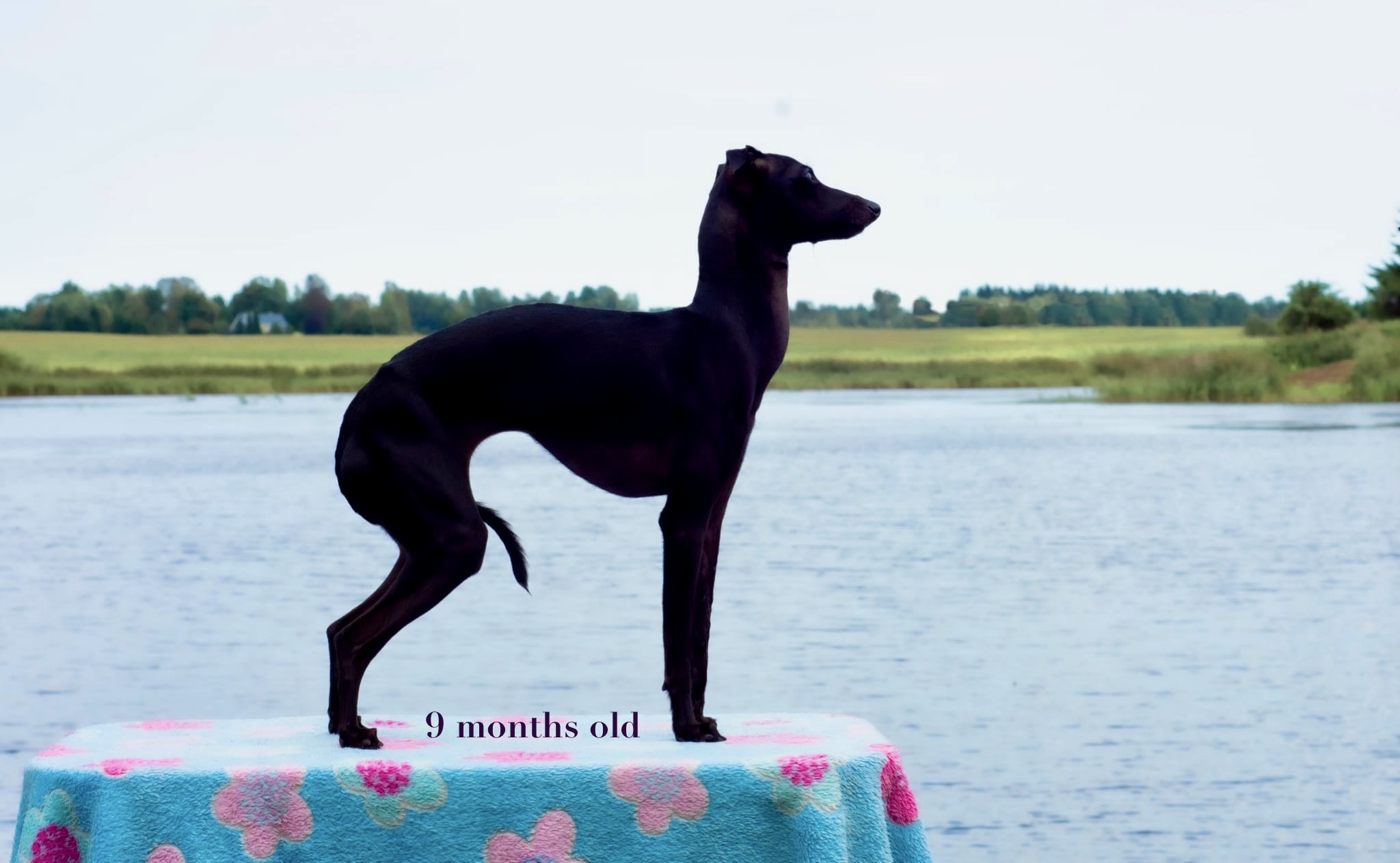 Fleur Narqotic 9 month oldjpg